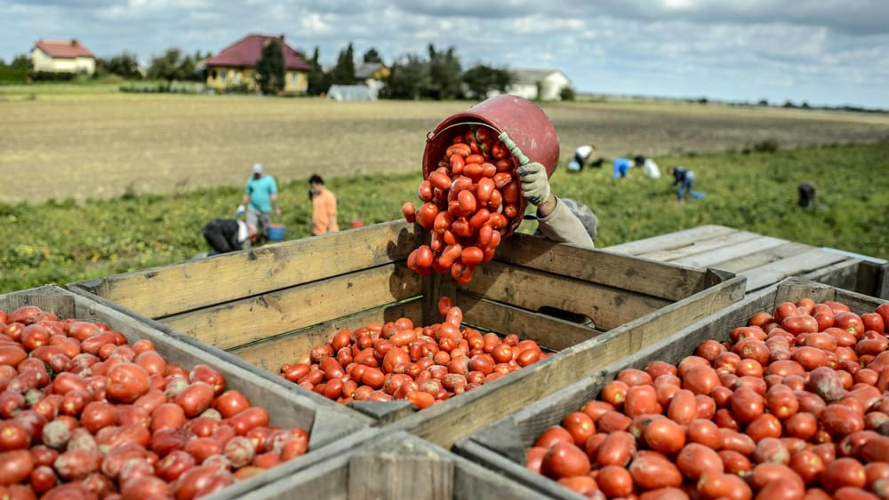 Princes pomodoro