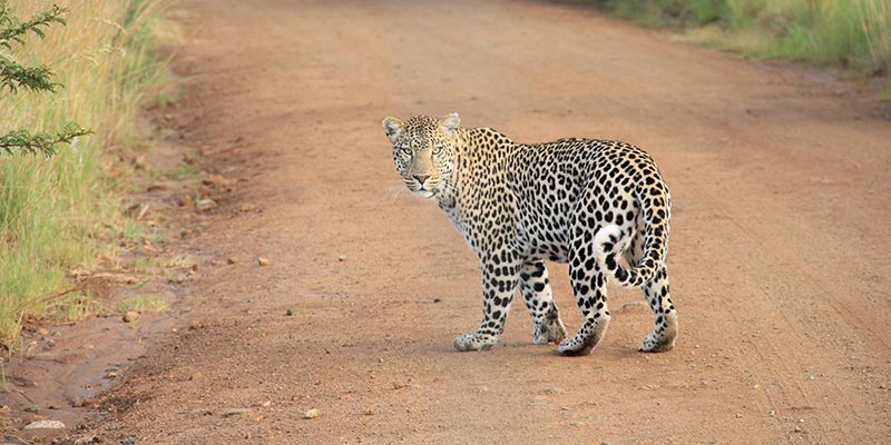 leopardo-sud-africa